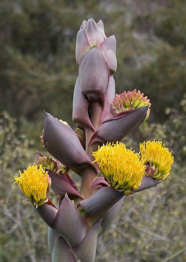 1094949_405064432931471_1867630299_n