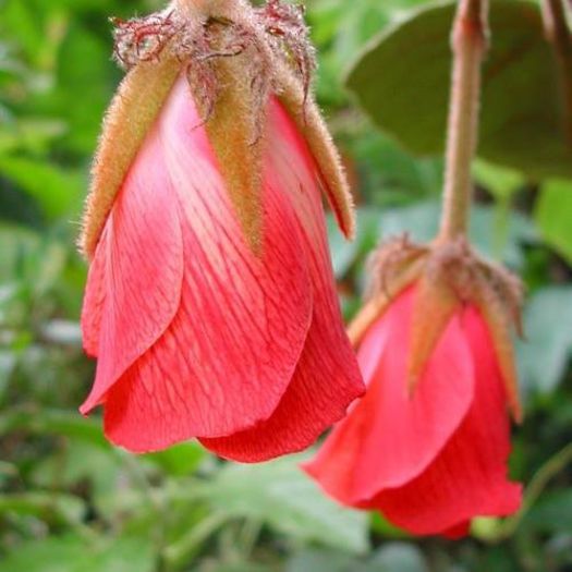 1230015_412350955536152_1481839664_n