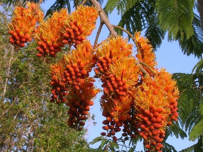 1235301_416540245117223_305391495_n