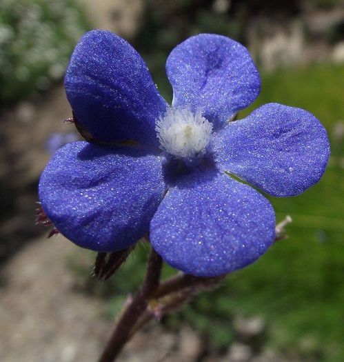 1238018_412214712216443_1785126393_n - Magia florilor