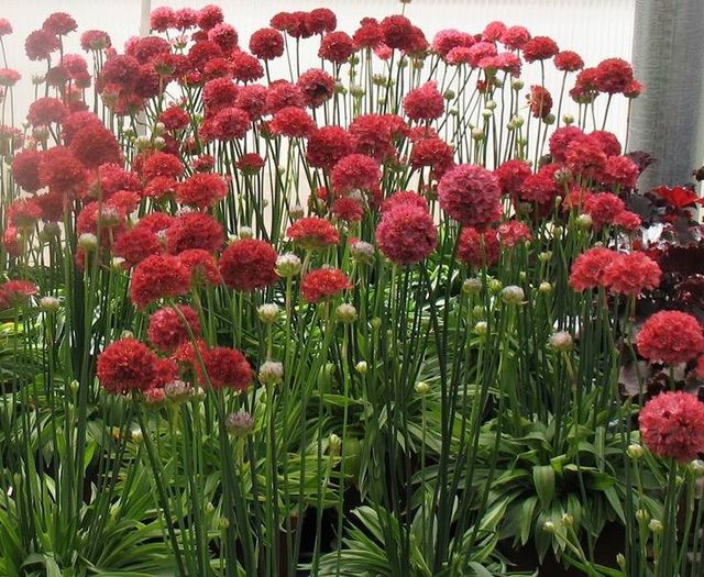 1240206_416039148500666_786230531_n - Magia florilor