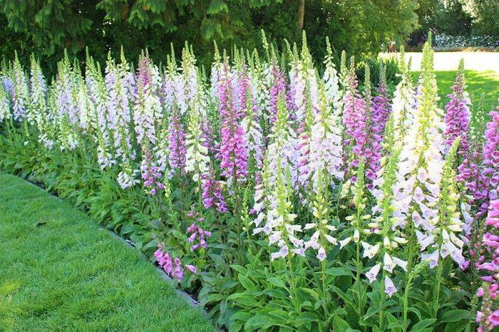 1240362_480404802064100_227234689_n - Magia florilor