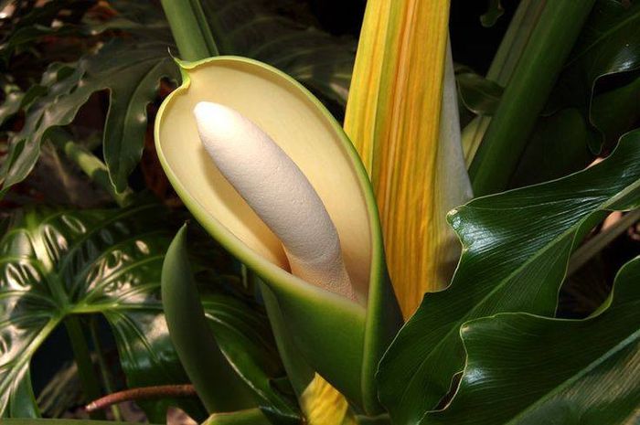 1240414_418088378295743_1540901549_n - Magia florilor