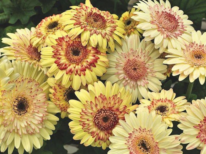 1374195_433715243399723_626371683_n - Magia florilor