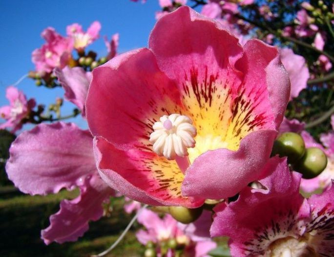 1376572_426098524161395_1714270993_n - Magia florilor