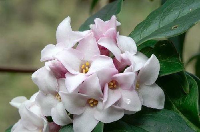 1380154_455112601259987_1042652042_n - Magia florilor