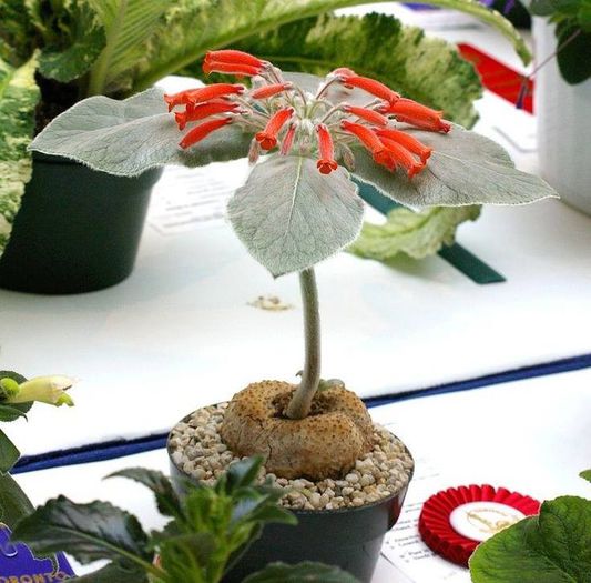 1381927_435049686599612_1885934549_n - Magia florilor