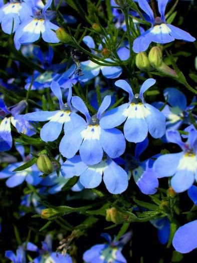 1383602_424737054297542_1377114564_n - Magia florilor