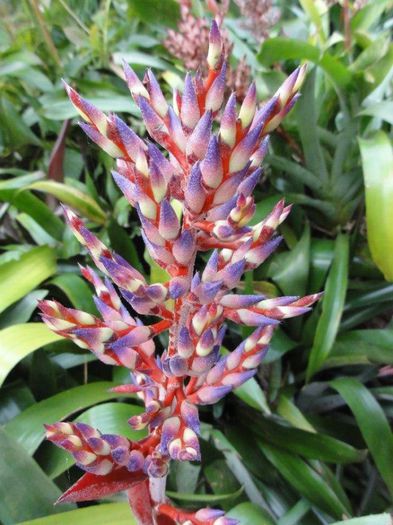 1383745_468634993241081_1255385959_n - Magia florilor