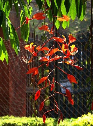 1391746_444703862300861_462618035_n - Magia florilor