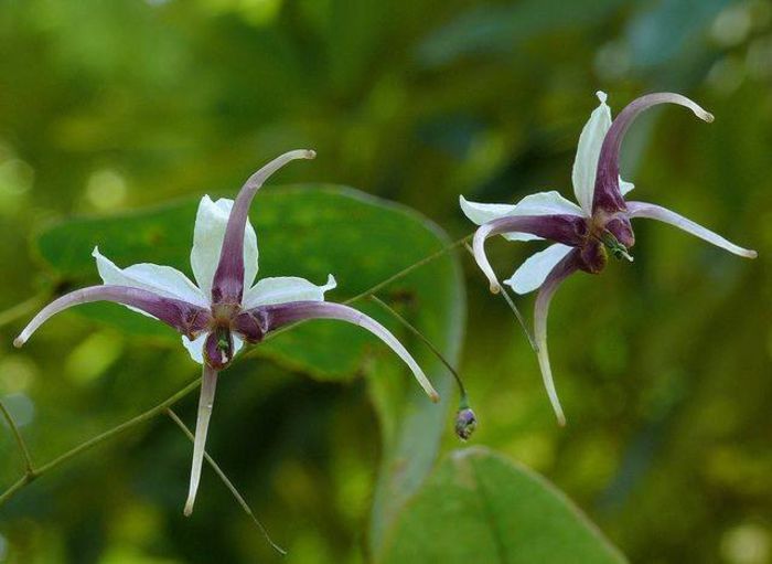 1395942_440765652694682_1276414863_n - Magia florilor