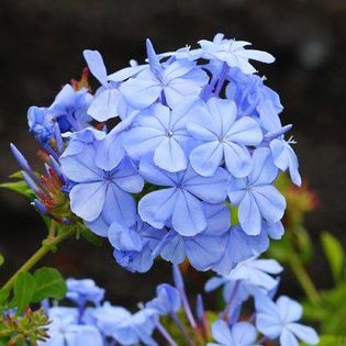 1452183_451665258271388_443864601_n - Magia florilor