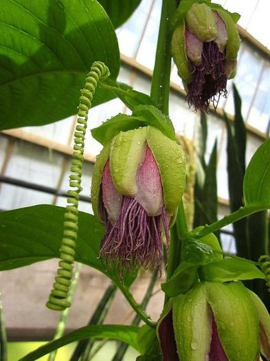 1452194_451775328260381_455282796_n - Magia florilor