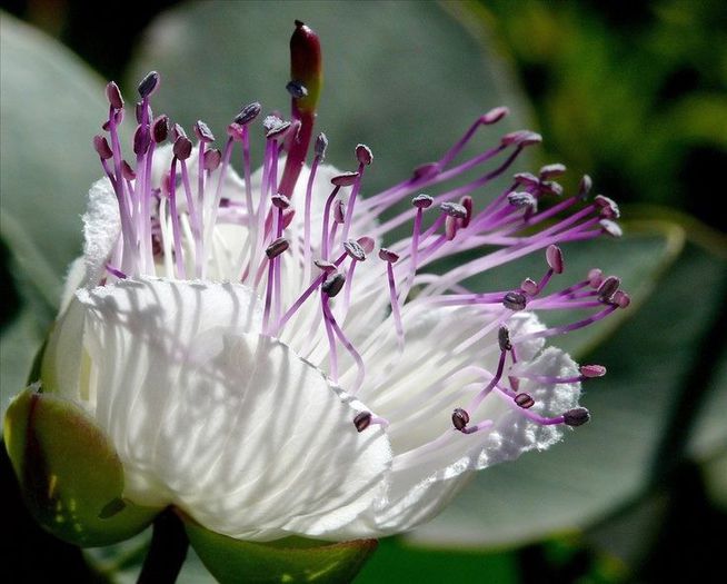 1454721_445305482240699_1134099712_n - Magia florilor