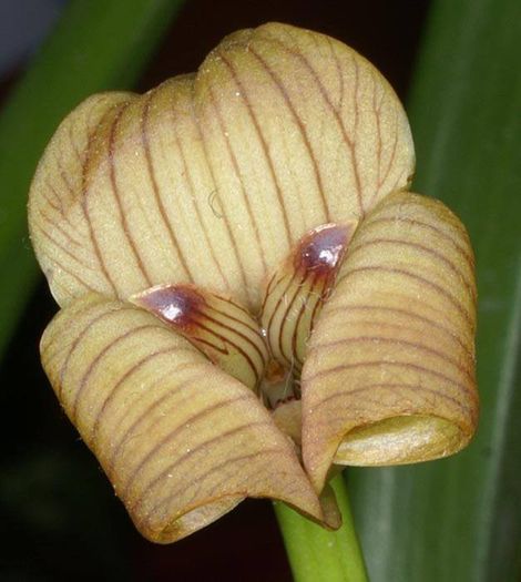 1455090_448348885269692_1853886346_n - Magia florilor