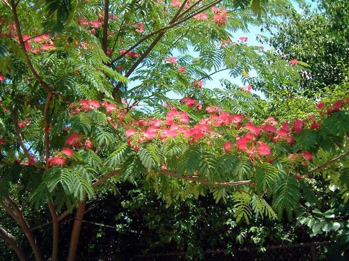 1459270_442305842540663_772739975_n