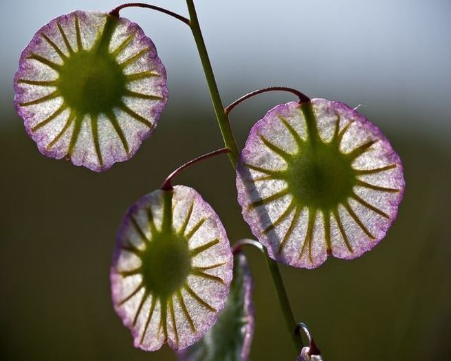 1463466_448357215268859_739976495_n