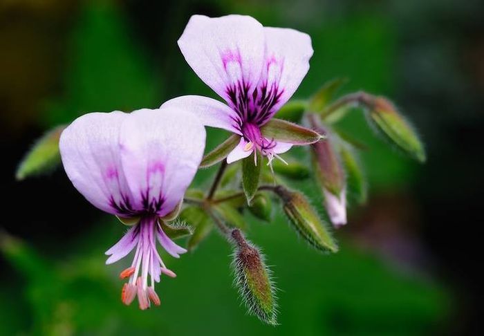 1466159_440786462692601_719553642_n