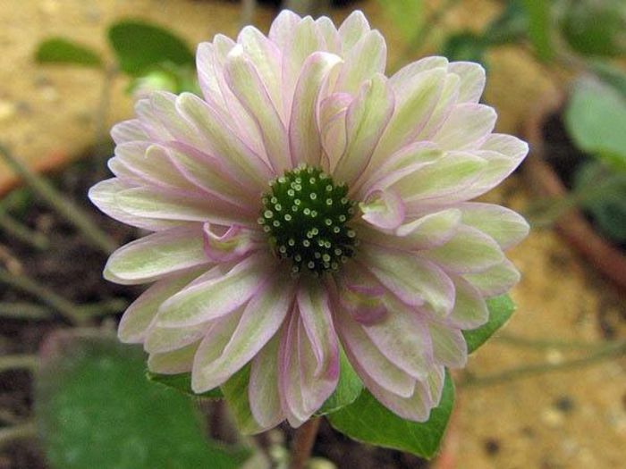 1476297_457691161002131_1772161034_n