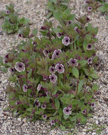 1477520_449944235110157_334551444_n