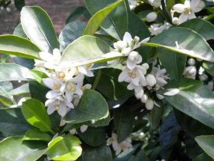 yuzu -flori; (Citrus reticulata var. austera)e un hibrid intre mandarin si Ichang papeda
