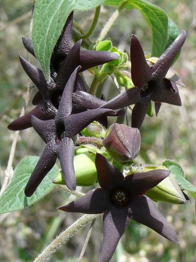 1478989_449000821871165_1353830355_n