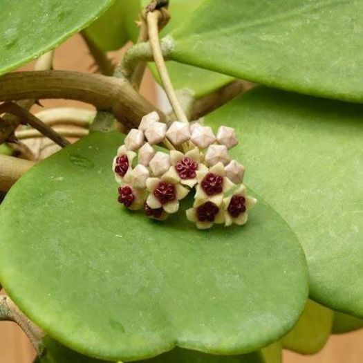 1480757_459535727484341_779335088_n