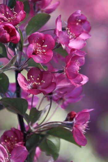 1483349_459910094113571_889223902_n