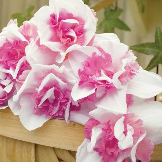 1484122_465167290254518_768179402_n