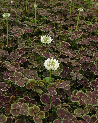 1486648_466089730162274_1862801612_n