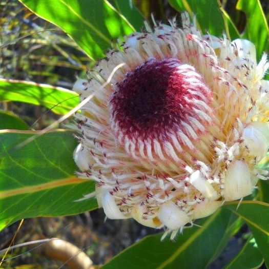 1496616_470562463048334_14961993_n