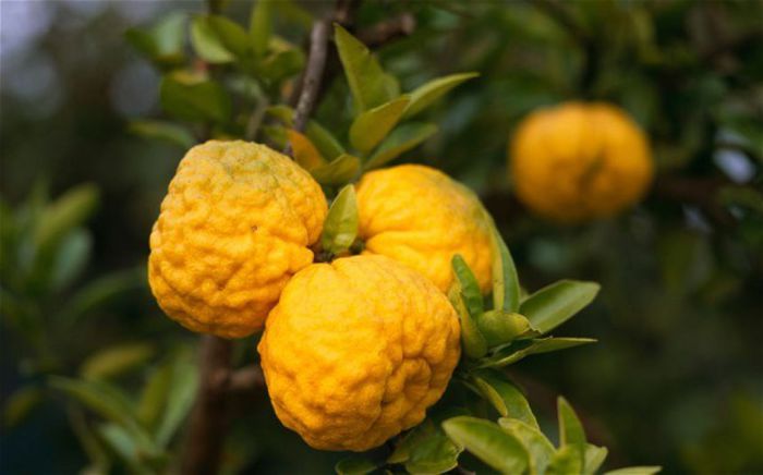 yuzu-fructe; (Citrus reticulata var. austera)mult mai placut Aromat decit lamiia
