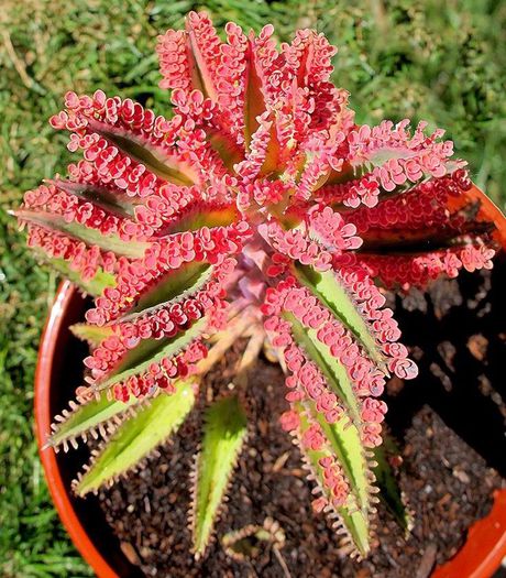 1499446_465743110196936_1268006714_n