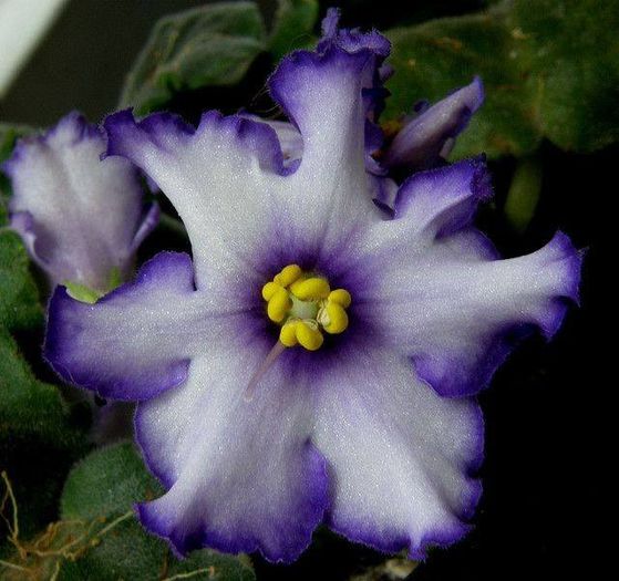 1505220_472534299517817_971083998_n