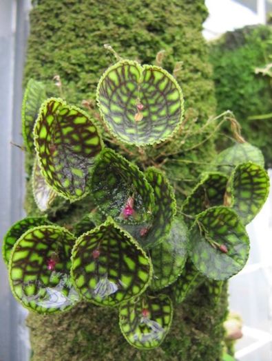 1507755_471829306254983_651591905_n