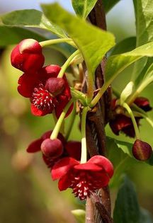 1511279_467868499984397_1799425285_n