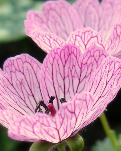 1511778_465734473531133_187451859_n