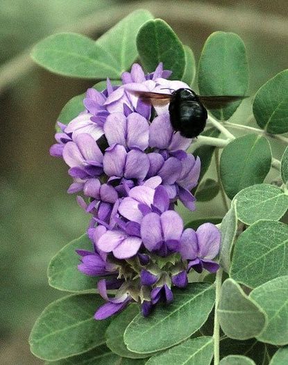 1512390_454947734609807_1297051839_n