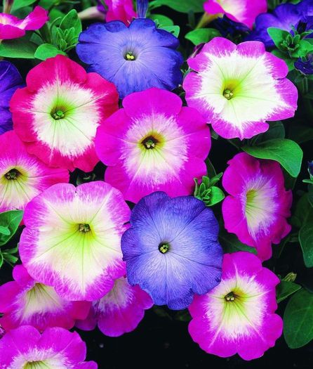 1512665_466271953477385_1306706630_n