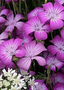 1515039_468265263278054_1323132579_n - Magia florilor