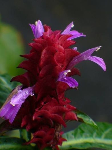 1521625_455610391210208_825582887_n