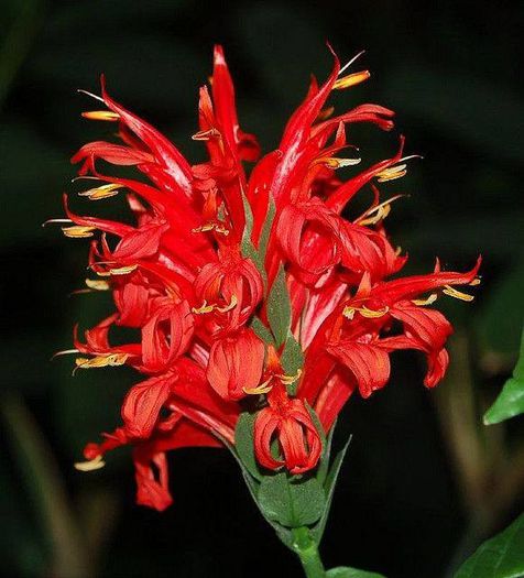 1524599_468851366552777_949472373_n