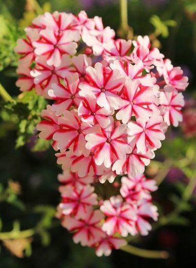 1524984_467861619985085_647523644_n