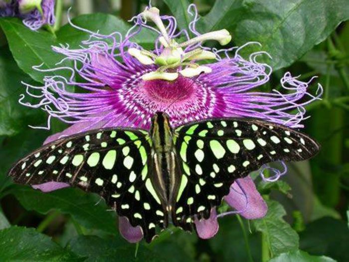 1526428_468530479918199_1615935635_n