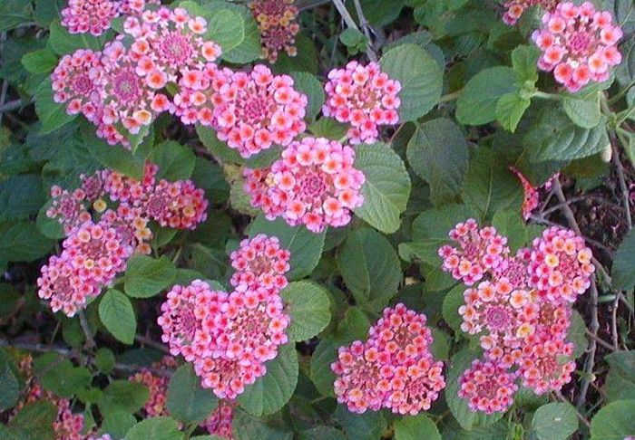 1526592_470131763091404_114347094_n