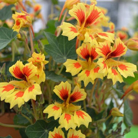 1526823_465168006921113_2094066470_n