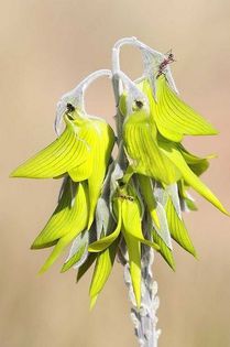 1528710_459507550820492_1656294206_n