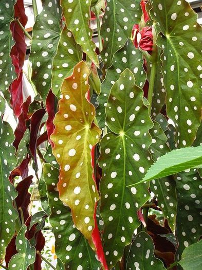 1532091_465020840269163_1143293693_n