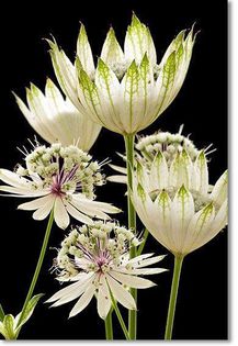 1533939_465689563535624_1178772990_n