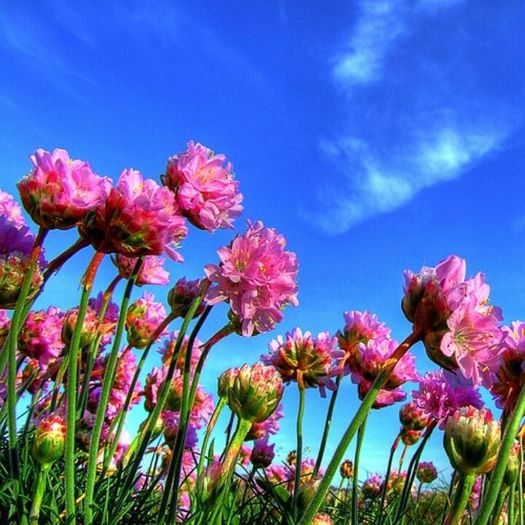 1536616_456973347740579_1323640216_n